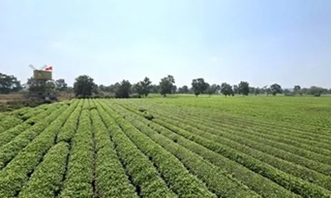 Gia Lai: Giữ 62 ha chè tạo cảnh quan Biển Hồ