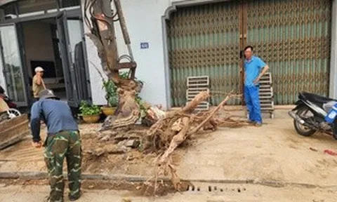 Lý do hàng chục cây xanh vỉa hè ở Huế bị chặt hạ, bới gốc