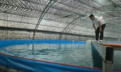 Nuôi cá thu ngay trên đất liền: "Siêu công nghệ" từ ông lớn chăn nuôi Việt Nam và liên minh Nhật - Hàn