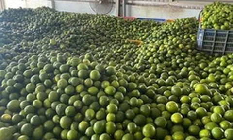 Khách Hàn 'sốc' với một loại quả bán đầy chợ Việt chỉ vì: "Ở Hàn là 200.000 đồng 1 cân"