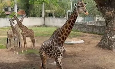 Ngày mai (30-4) Thảo Em “lên xe hoa” tại Thảo Cầm Viên