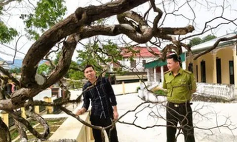Cây cảnh muội hồng chết khô sau khi kiểm lâm thu giữ