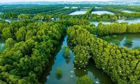 Bất ngờ đàn chim quý hiếm hàng trăm con xuất hiện ở đầm Thị Nại