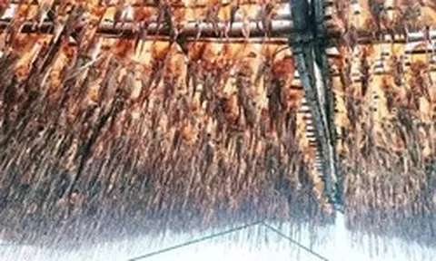 Tàu câu mực thu gần chục tỉ đồng mỗi chuyến biển, nhờ giá mực khô tăng cao kỷ lục