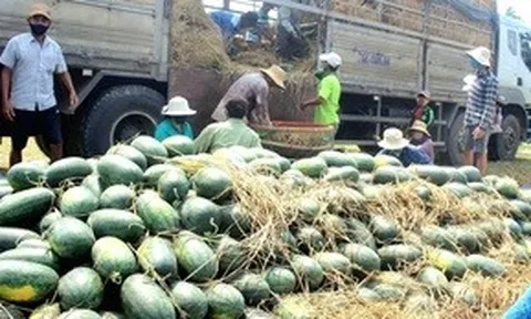 Thương lái tới tận ruộng mua dưa hấu, nông dân Đà Nẵng quẳng nỗi lo 'giải cứu'
