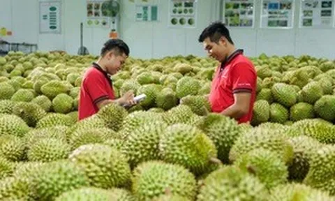 Không để kiểm nghiệm, mã số vùng trồng làm nghẽn xuất khẩu sầu riêng