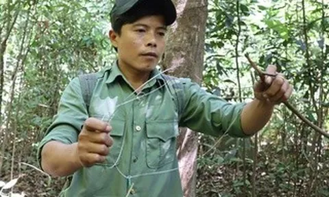 CLIP: Xem kiểm lâm Vườn Quốc gia Chư Mom Ray tháo gỡ bẫy thú