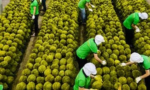 Sầu riêng Việt Nam đón tin vui từ Ấn Độ