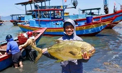 Ngư dân phấn khởi khi trúng đậm “lộc biển”
