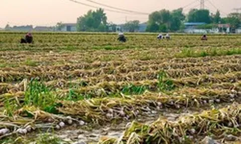 Không phải vải hay sầu riêng, Trung Quốc lo mất mùa một loại nông sản Việt Nam đang trồng rất nhiều: Diện tích trồng hơn 800.000 ha, đang xuất khẩu đứng đầu thế giới