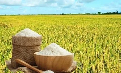 Giá lúa gạo hôm nay 29/5/2026: Trong nước ổn định, neo ở mức cao