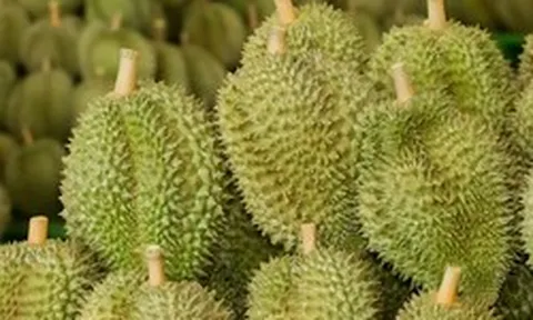 Sau Trung Quốc, Việt Nam khai phá 'mỏ vàng' sầu riêng ngay tại châu Á: Sẽ xuất khẩu kể từ tháng 7, Thái Lan, Malaysia cũng gấp rút chạy đua