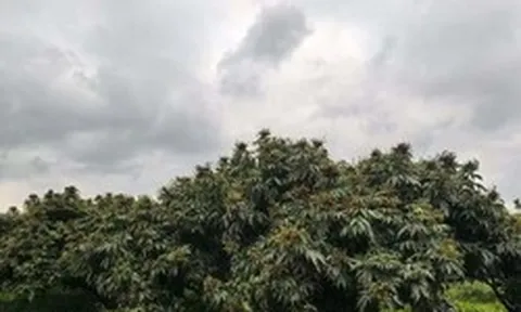 Trung Quốc lo mất trắng loại quả Việt Nam đang vào mùa: Sản lượng giảm đến 80%, giá cao chót vót