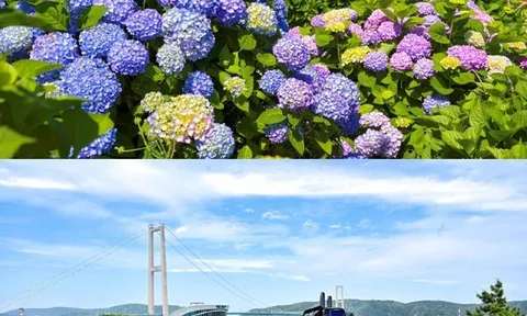 Băng qua biển hoa 900.000 bông cẩm tú cầu: Lễ hội hoa cẩm tú cầu Jangsaengpo lần thứ 5 tại Namgu, Ulsan ra mắt Whale Kart mới