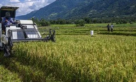 Việt Nam đã triển khai nhiều năm, Indonesia nay mới thử nghiệm cách trồng lúa cho kết quả bất ngờ