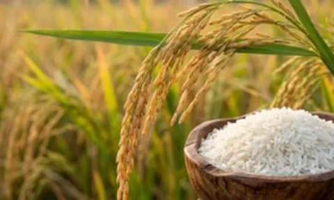 Bảng giá lúa gạo chi tiết hôm nay 8/6/2026: Thị trường ổn định