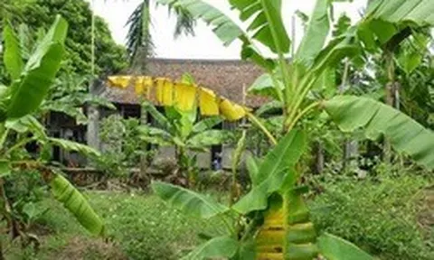 Vì sao người xưa thường trồng cây chuối sau nhà?