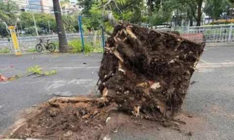 Cây phượng bật gốc ngã trong công viên ở trung tâm TPHCM