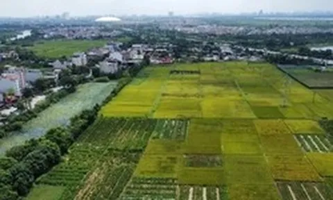 Quy định mới về xây dựng công trình trên đất lúa: Xây 1 tầng, không hầm
