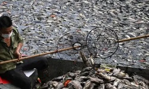 Hà Nội: Cá chết trắng hồ Nghĩa Đô, cảnh tượng bất thường "chưa từng thấy"