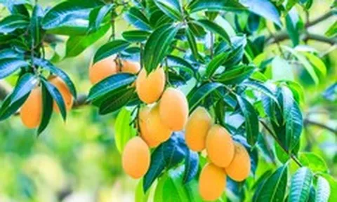Ấn Độ bất ngờ gặp rắc rối với loại quả Việt Nam đang trồng rất nhiều: Sản lượng giảm đến 40%, giá cũng giảm một nửa
