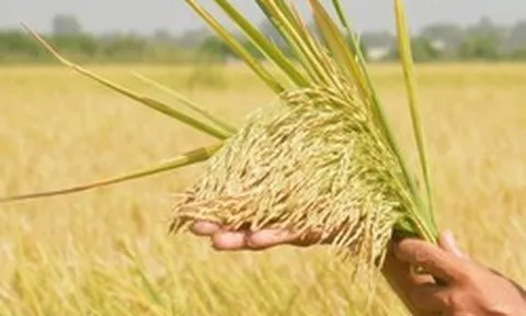Một đối thủ gạo Việt Nam chuẩn bị đón tin vui lớn: Xuất khẩu gạo sang Philippines tăng gấp 50 lần, giá rẻ hấp dẫn