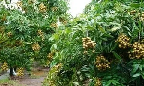 Tri thức trồng và chế biến nhãn lồng Hưng Yên trở thành di sản văn hóa phi vật thể quốc gia