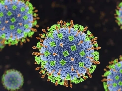 Bộ Y tế cảnh báo nguy cơ từ virus Nipah: Chưa có vắc xin, tỉ lệ tử vong cao