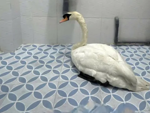 Công an TPHCM thông tin chính thức vụ trộm thiên nga trắng trong Thảo Cầm Viên