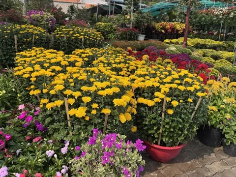 Hoa, kiểng Tết bắt đầu nhộn nhịp