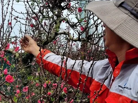 Hoa đào Tết nở sớm, người bán ngóng khách từng ngày