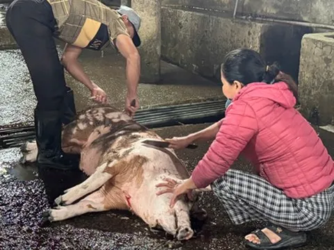 Lò giết mổ vượt công suất, thú y không theo kịp?