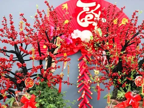 Đào đông khoe sắc đỏ rực đón Tết, giá lên đến vài trăm triệu đồng 0