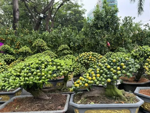 Nhiều hoa kiểng "độc lạ" tại các chợ hoa ở TPHCM