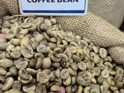 Giá cà phê hôm nay 28-2: Biến động liên tục, Chủ tịch VICOFA nói gì?