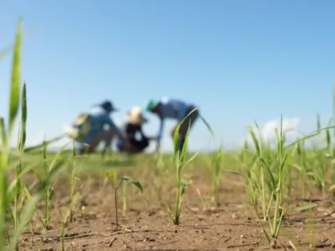 Mang một thứ sang Cuba, kỹ sư Việt khiến nông dân "không tin nổi"