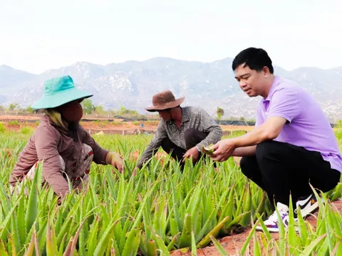 Hành trình ra thế giới của lá nha đam