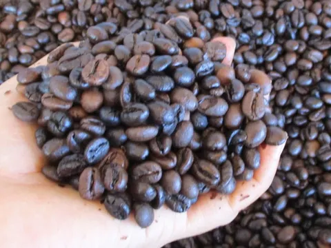 Giá cà phê hôm nay 10-3: Biến động trái chiều và xu hướng sắp tới