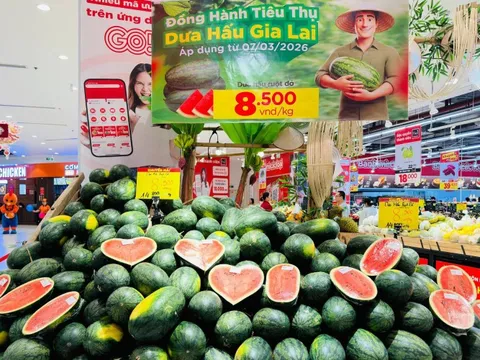 Dưa hấu Gia Lai bán tại ruộng chỉ 5.000 - 6.000 đồng/kg