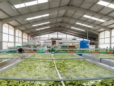 Sau gạo, một loại ‘siêu trái cây’ xuất khẩu gặp khó: Hàng nghìn container phải quay đầu, Nga, châu Âu đang nhập rất nhiều