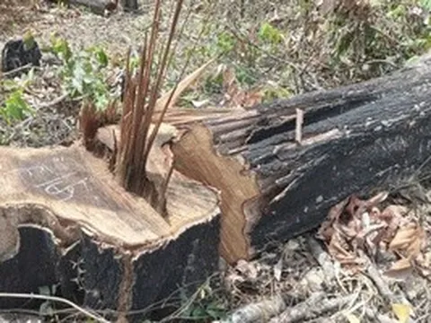 Gia Lai chỉ đạo xử lý nghiêm vụ phá rừng vùng biên giới