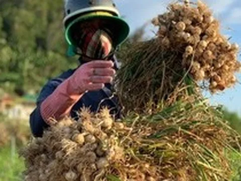 Nông dân Lý Sơn khóc ròng vì "vàng trắng" mất giá