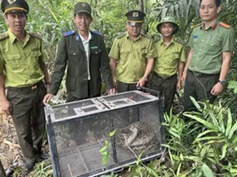 CLIP: Trăn gấm bò vào khu dân cư ở Đà Nẵng