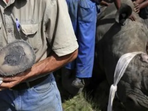 Chu Đăng Khoa bị bắt ở Nam Phi vì buôn lậu sừng tê giác: Bộ Ngoại giao lên tiếng