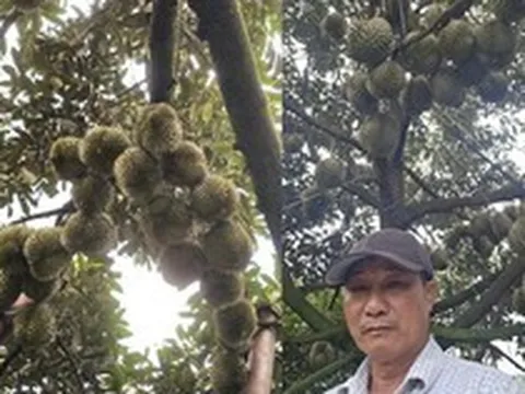 Người nông dân Đắk Lắk thu 15 tỷ/năm nhờ thứ quả 'ngửi thì nồng, ăn thì nghiện': Làm nông nghiệp tử tế, người Việt không thể nghèo