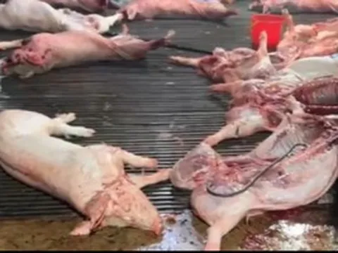 Vụ heo bệnh vào trường học: Công ty CP Dịch vụ suất ăn Công nghiệp Hà Nội nói mình là "nạn nhân"