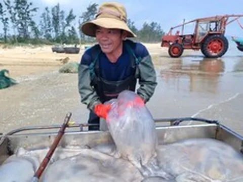 Ngư dân Nghệ An trúng 'lộc biển', mỗi ngày thu tiền triệu