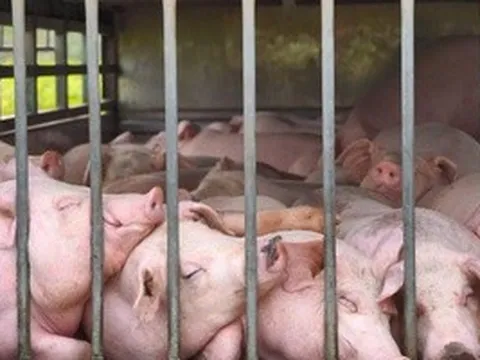 Phát hiện xe ô tô chở 100 con heo nhiễm dịch tả heo châu Phi