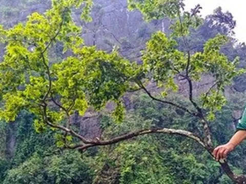 Mật phục bắt xe máy chở 6 cây muội hồng từ trên núi xuống