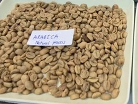 Giá cà phê hôm nay 11-4: Arabica bật tăng, Việt Nam vượt Brazil về xuất khẩu